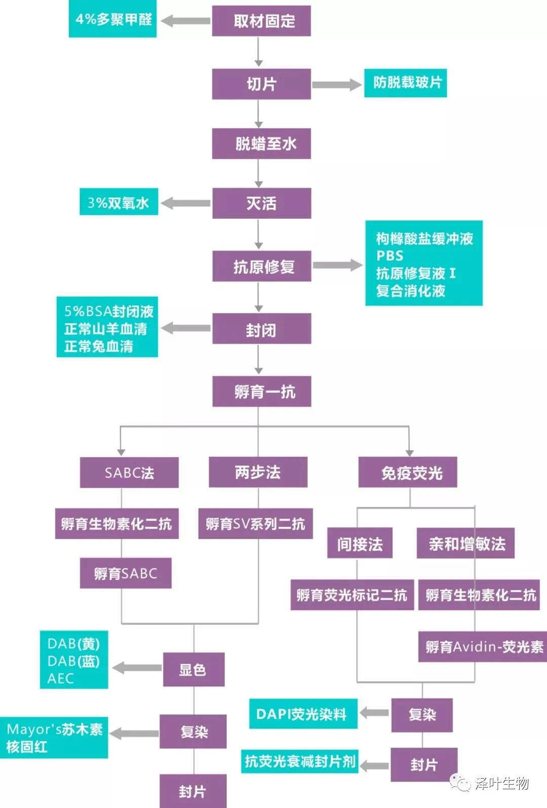 免疫组化（IHC）的 