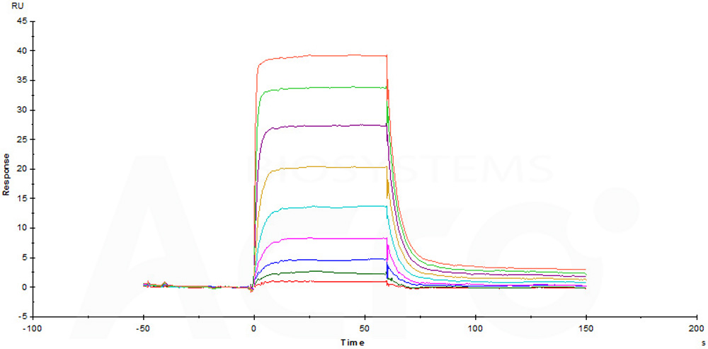 Biotinylated Human SPR