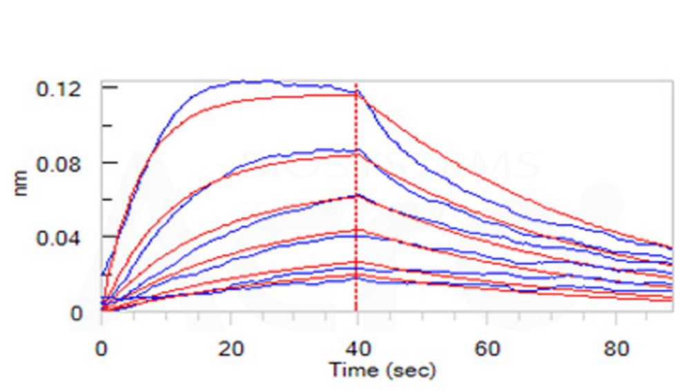 Biotinylated Human BLI