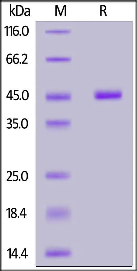 Human IL-2 Protein, Fc Tag (Cat. No. IL2-H5269) SDS-PAGE gel