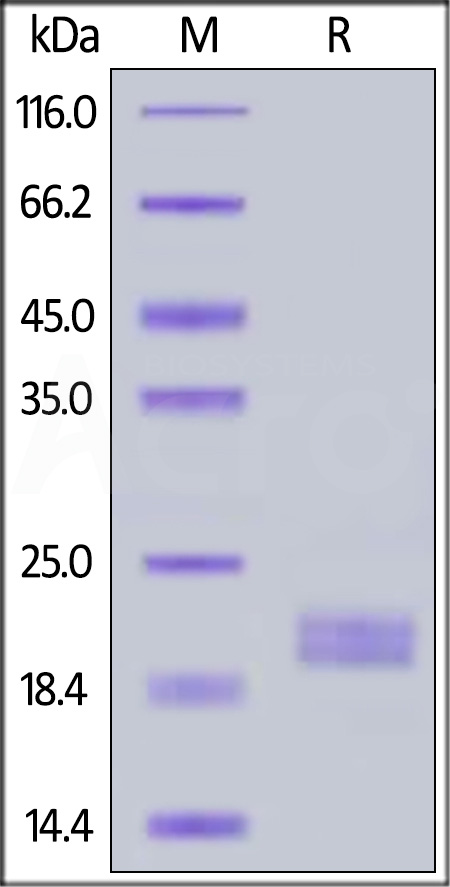 Biotinylated Human IL-2, His,Avitag (Cat. No. IL2-H82E4) SDS-PAGE gel