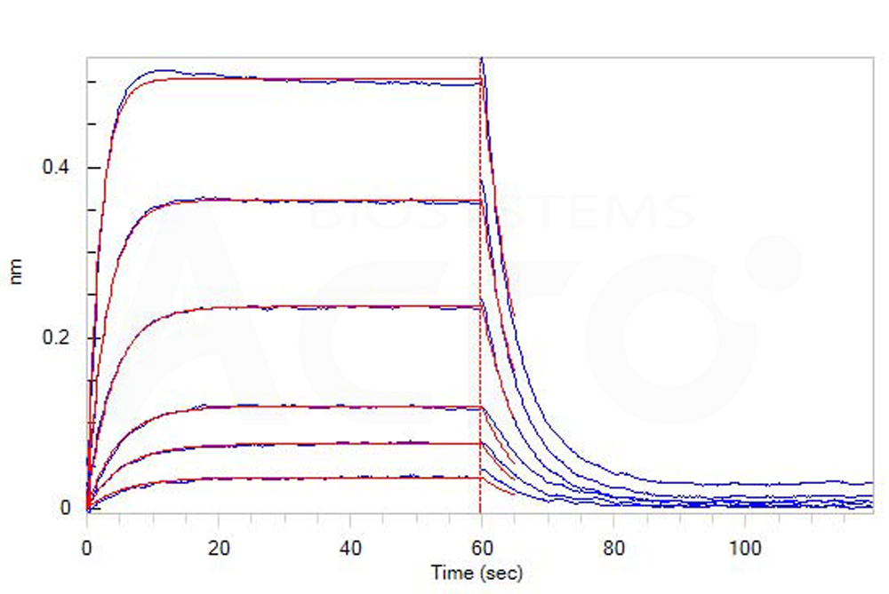 Biotinylated Human BLI