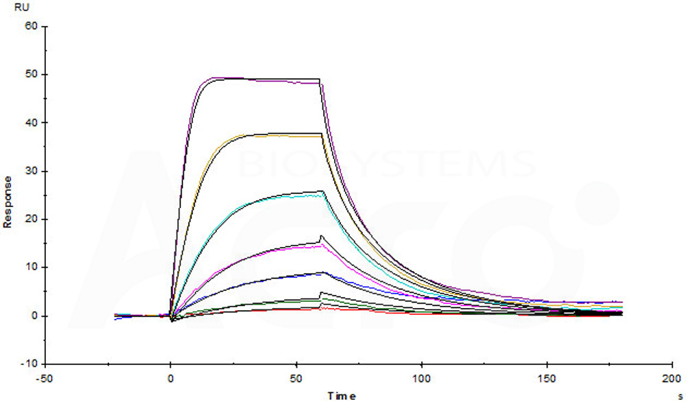 Biotinylated Human SPR