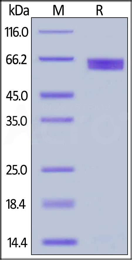 Human IL-2 R alpha Protein, Fc Tag (Cat. No. ILA-H5251) SDS-PAGE gel