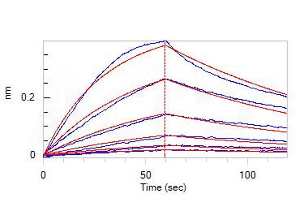 Biotinylated Human BLI