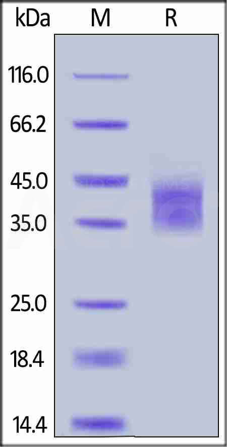 Biotinylated Human IL-2 R alpha, His,Avitag (Cat. No. ILA-H82E6) SDS-PAGE gel