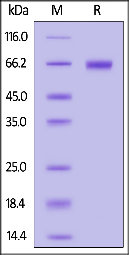 Biotinylated Human IL-2 R alpha, Fc,Avitag (Cat. No. ILA-H82F9) SDS-PAGE gel