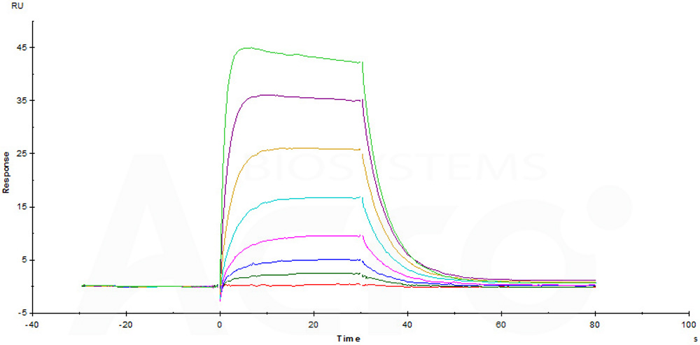 Biotinylated Human SPR