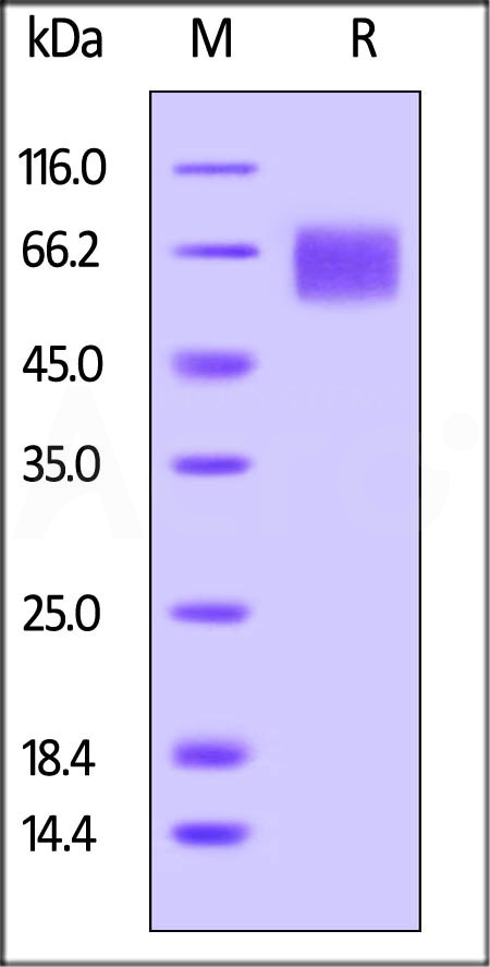 Biotinylated Human IL-6 R alpha, Avitag,His Tag (Cat. No. CD6-H82E8) SDS-PAGE gel
