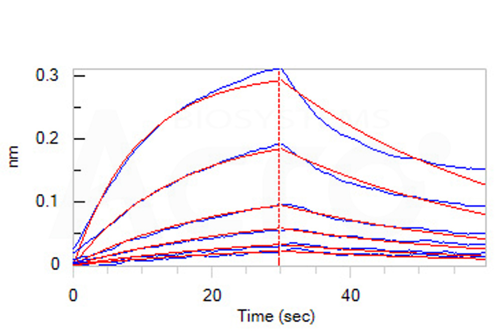 Biotinylated Human BLI
