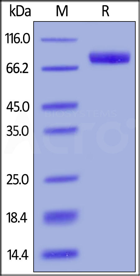 Human IL-6 R alpha, Fc Tag (Cat. No. ILR-H5259) SDS-PAGE gel