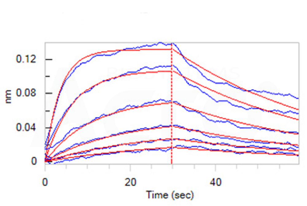 Biotinylated Human BLI