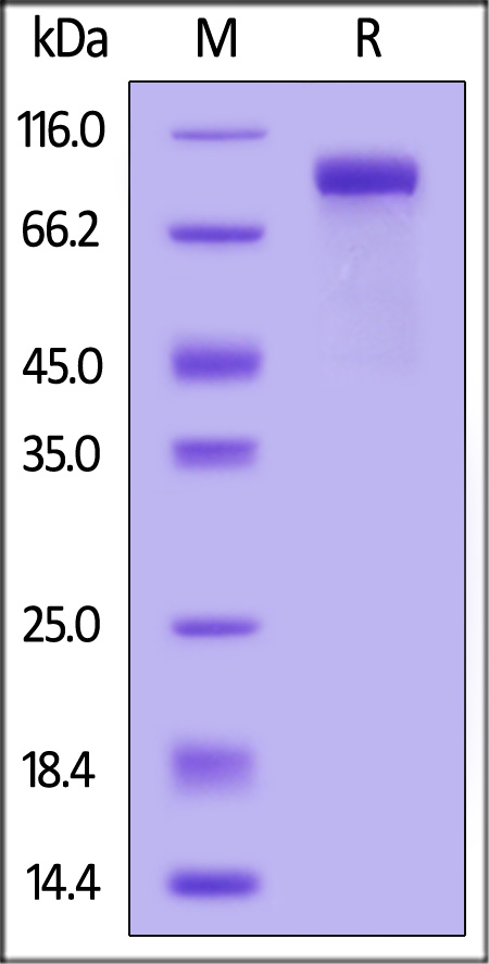 Biotinylated Human IL-6 R alpha, Fc,Avitag (Cat. No. ILR-H82F9) SDS-PAGE gel