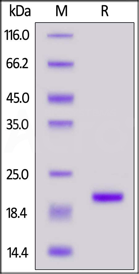 Cynomolgus IL-1 beta, His Tag (Cat. No. ILB-C51H3) SDS-PAGE gel