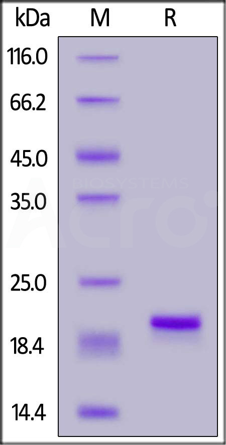 Mouse IL-1 beta, His Tag (Cat. No. ILB-M51H3) SDS-PAGE gel