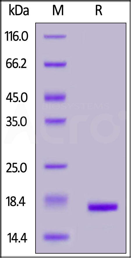 Human IL-1 beta, Tag Free (Cat. No. ILB-H4110) SDS-PAGE gel