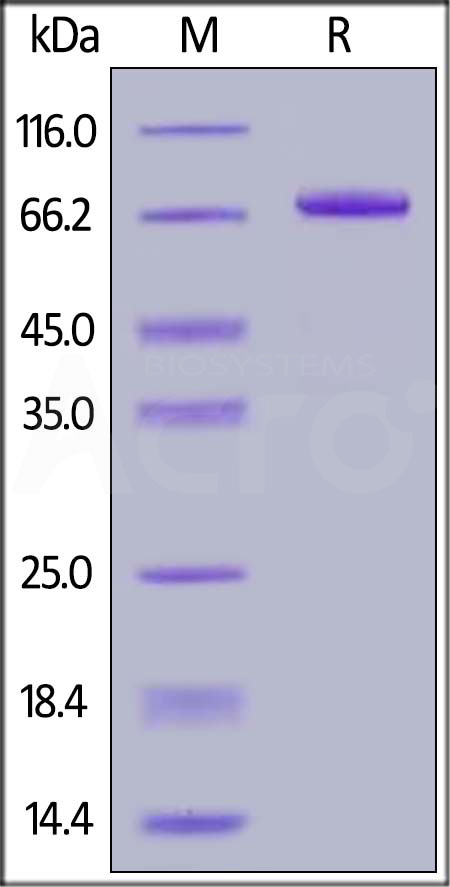 Human IL-12B, Fc Tag (Cat. No. NK2-H5258) SDS-PAGE gel