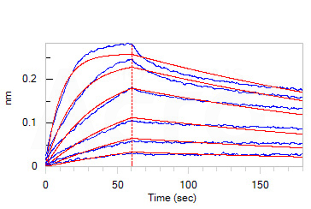 Biotinylated Human BLI