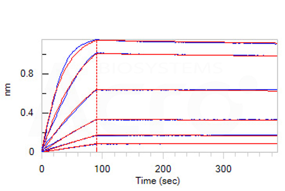 Biotinylated Human BLI