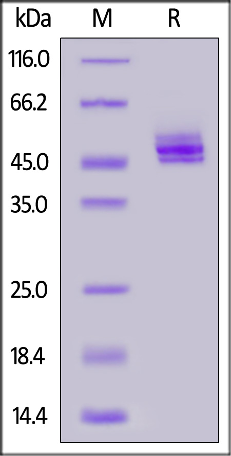 Biotinylated Mouse IL-12B, His,Avitag (Cat. No. NK2-M82E5) SDS-PAGE gel