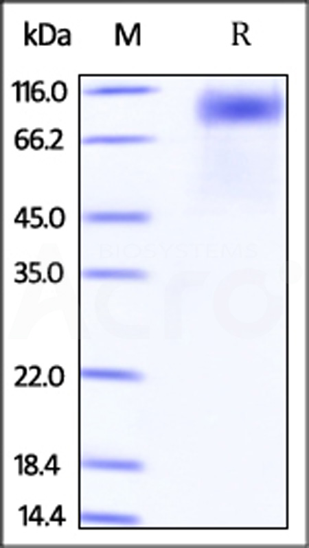 Human IL-17 RA, Fc Tag (MALS verified) (Cat. No. ILA-H5257) SDS-PAGE gel