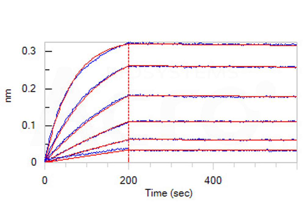 Biotinylated Human BLI