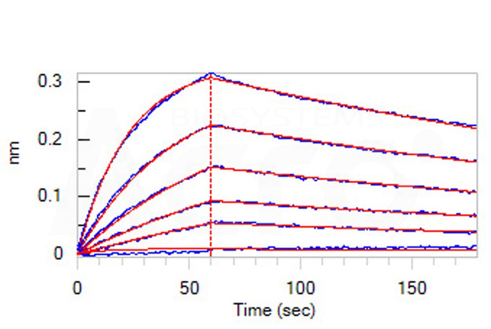 Biotinylated Human BLI