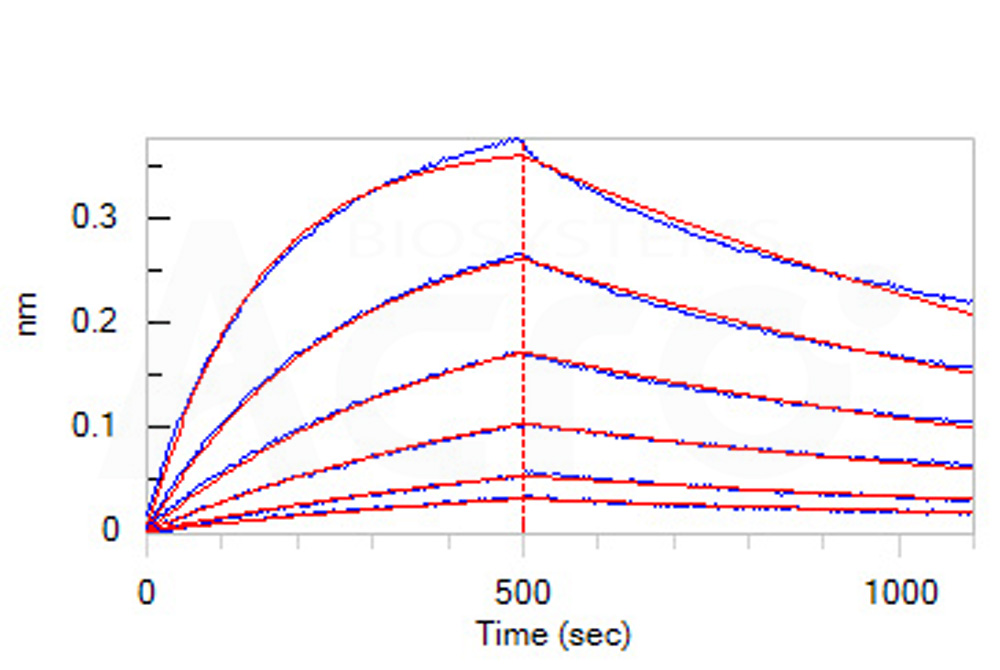 Biotinylated Human BLI