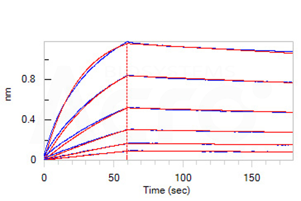 Biotinylated Human BLI