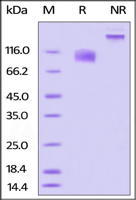 Biotinylated Human IL-17 RA, Fc,Avitag (Cat. No. ILA-H82F1) SDS-PAGE gel