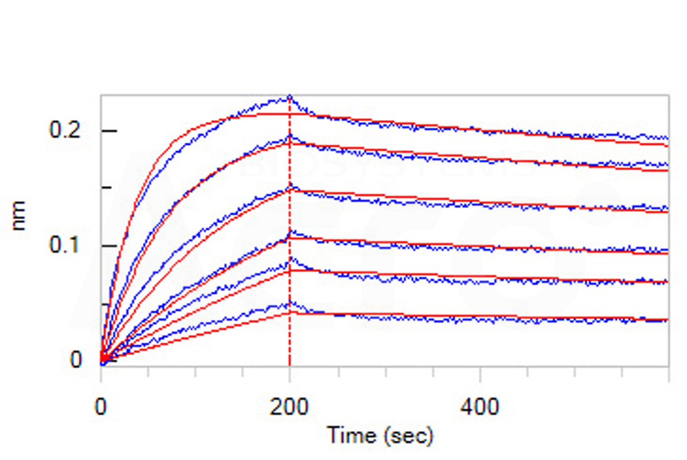 Biotinylated Human BLI