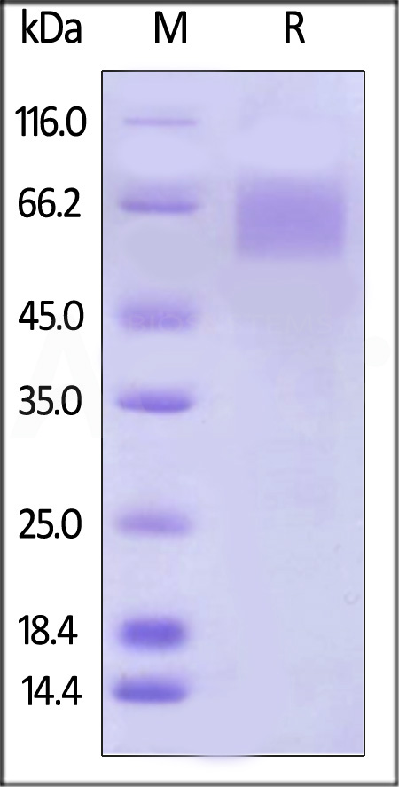 Biotinylated Human IL-17 RA, His,Avitag (Cat. No. ILR-H82E5) SDS-PAGE gel