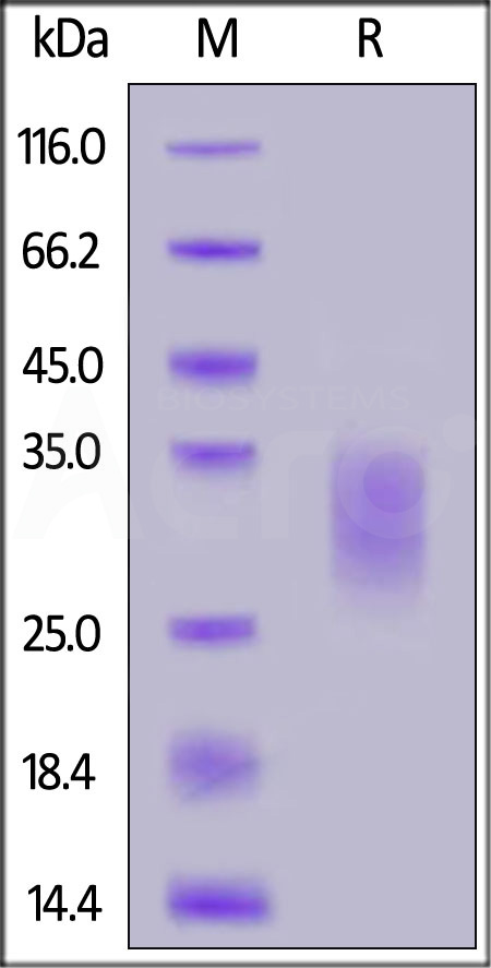 Biotinylated Human IL-22, His,Avitag™ (Cat. No. IL2-H8247) SDS-PAGE gel