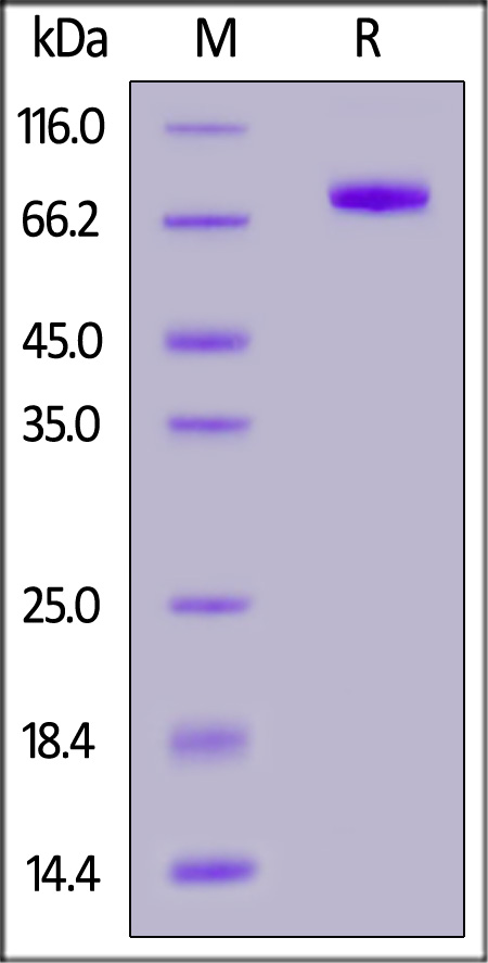Human IL-5 R alpha, Fc Tag (Cat. No. ILA-H5269) SDS-PAGE gel