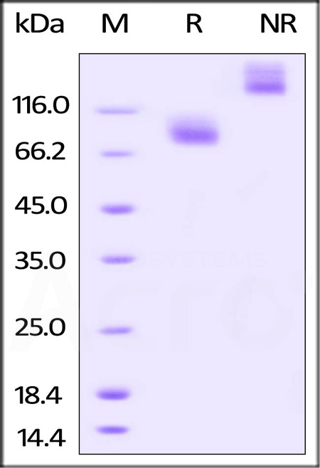 Biotinylated Human IL-7 R alpha, Fc,Avitag (Cat. No. IL7-H82F8) SDS-PAGE gel