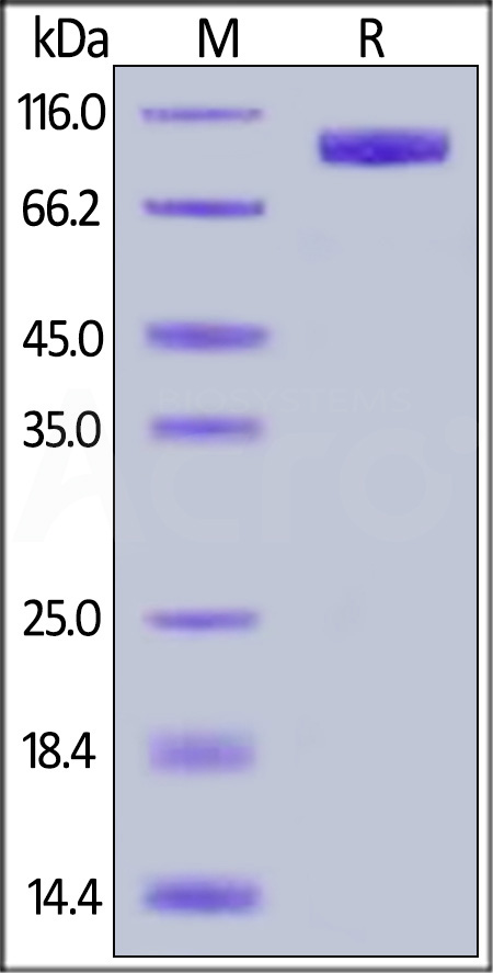 Biotinylated Human IL-23 R, Fc,Avitag (Cat. No. ILR-H82F3) SDS-PAGE gel