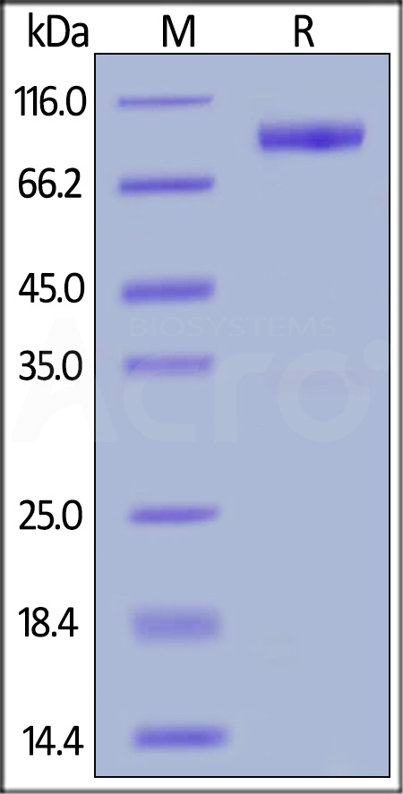 Human IL-23 R, Fc Tag (Cat. No. ILR-H5254) SDS-PAGE gel