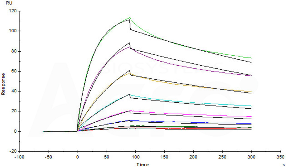 Biotinylated Human SPR