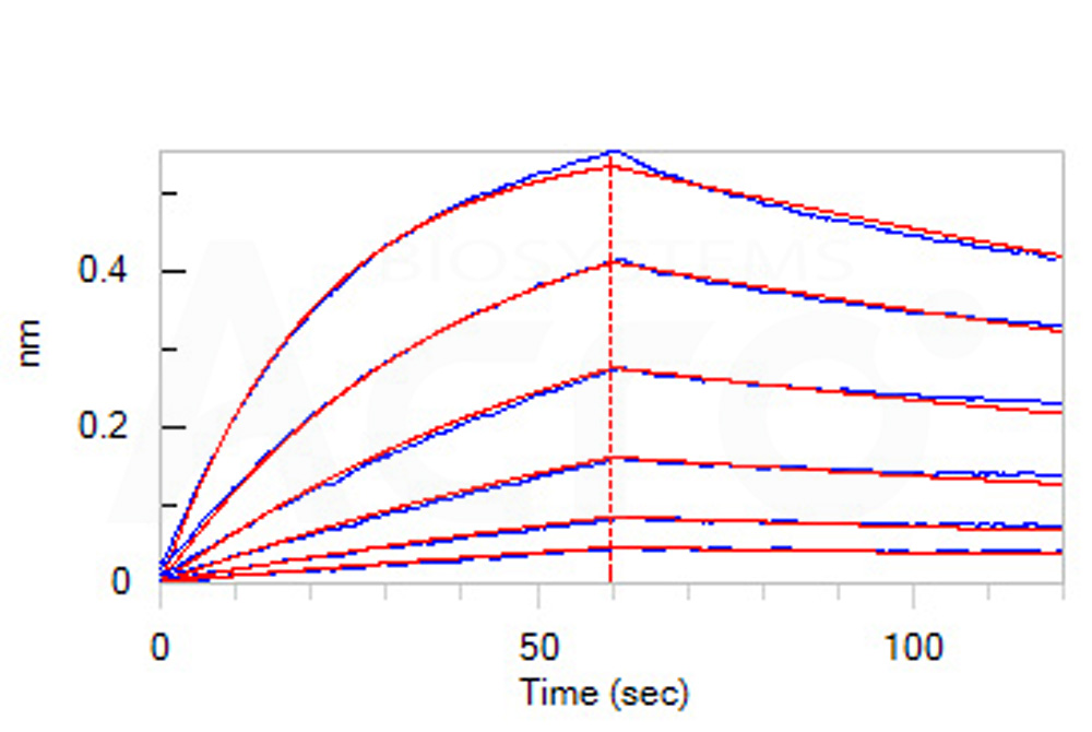 Biotinylated Human BLI
