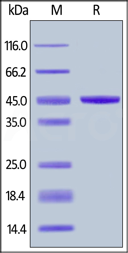 Human IL-21, Fc Tag (Cat. No. IL1-H5253) SDS-PAGE gel