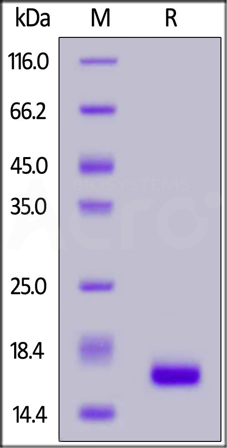 Human IL-21, Tag Free (Cat. No. IL1-H5213) SDS-PAGE gel