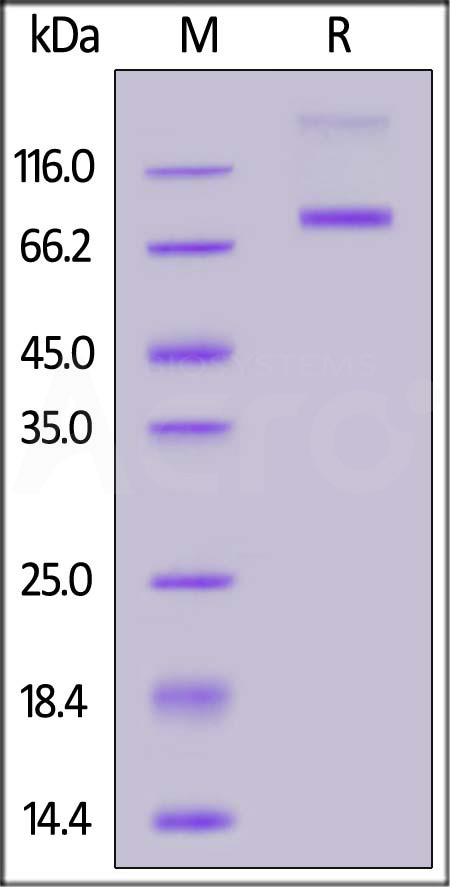 FITC-Labeled Human IL-3 R alpha, Fc Tag (Cat. No. ILA-HF253) SDS-PAGE gel