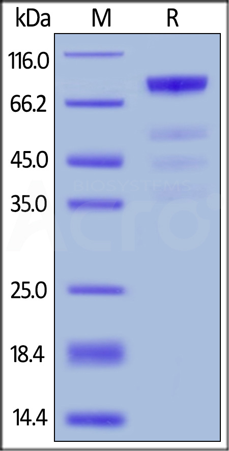 Human IL-3 R alpha, Llama IgG2b Fc Tag, low endotoxin (Cat. No. ILA-H5255) SDS-PAGE gel