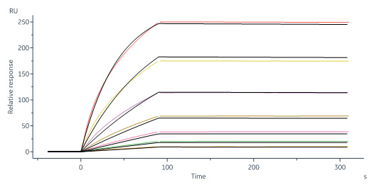 Biotinylated Human SPR