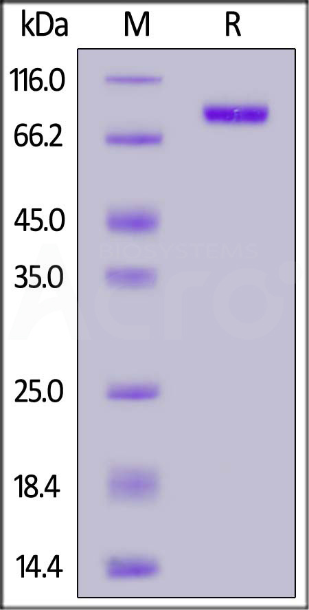 Biotinylated Human IL-3 R alpha, Fc,Avitag (Cat. No. ILA-H82F3) SDS-PAGE gel