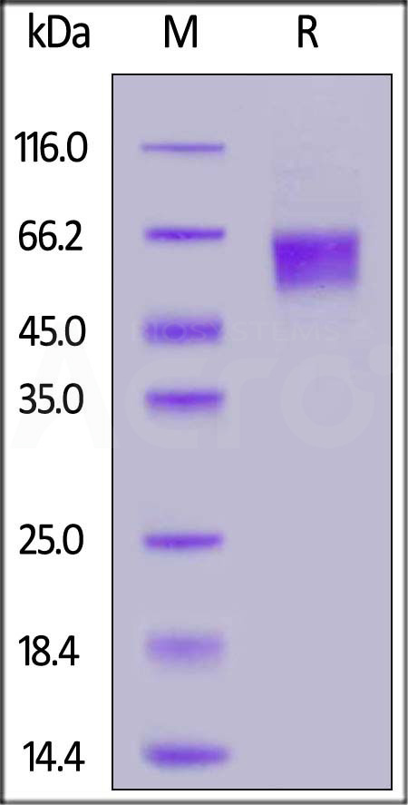 Biotinylated Human IL-3 R alpha, His,Avitag (Cat. No. ILA-H82H5) SDS-PAGE gel