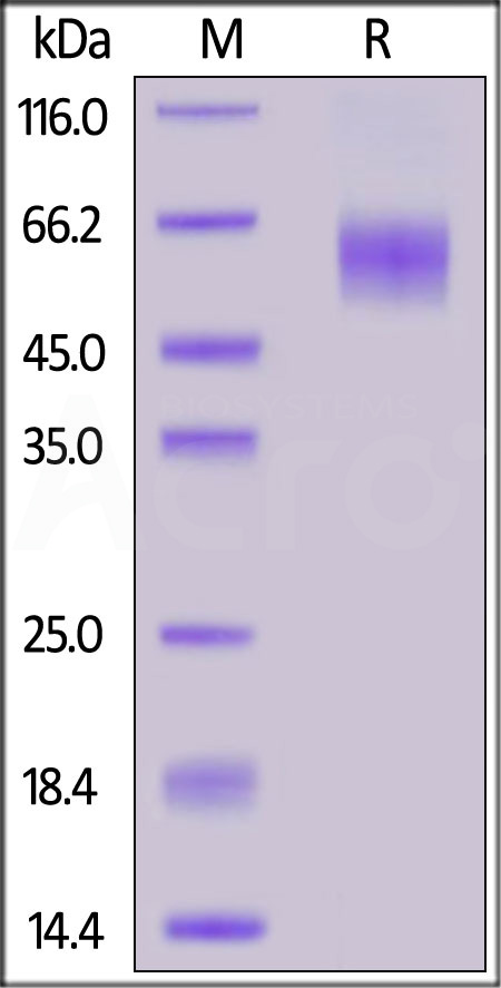 Cynomolgus IL-1 Rrp2, His Tag (Cat. No. IL2-C52H5) SDS-PAGE gel