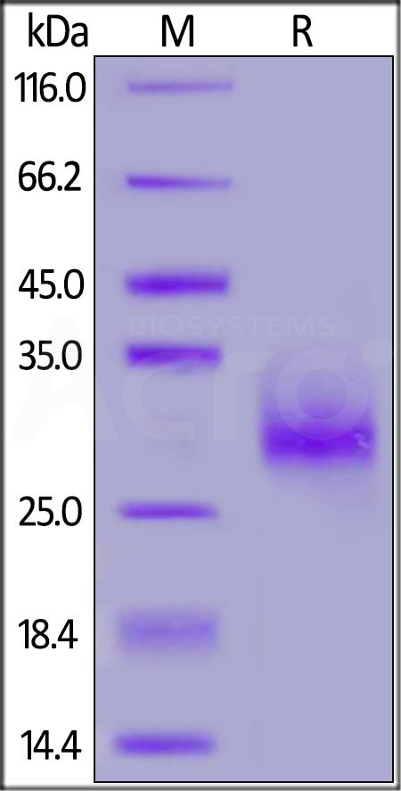 Human IL-7-P2A, Tag Free (Cat. No. ILA-H5218) SDS-PAGE gel