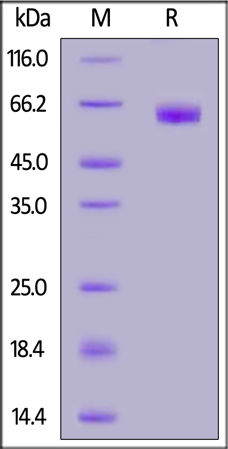 Human IL-15 R alpha, Fc Tag (Cat. No. ILA-H5253) SDS-PAGE gel