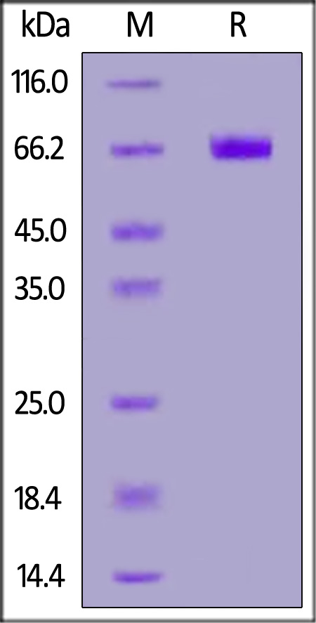 Human IL-20 R alpha, Fc Tag (Cat. No. ILA-H525d) SDS-PAGE gel